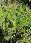 Plant name: Common Yarrow Achillea millefolium L. 